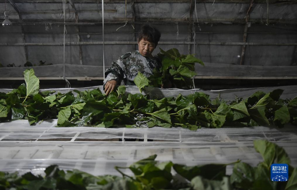 斗牛游戏在线玩免费